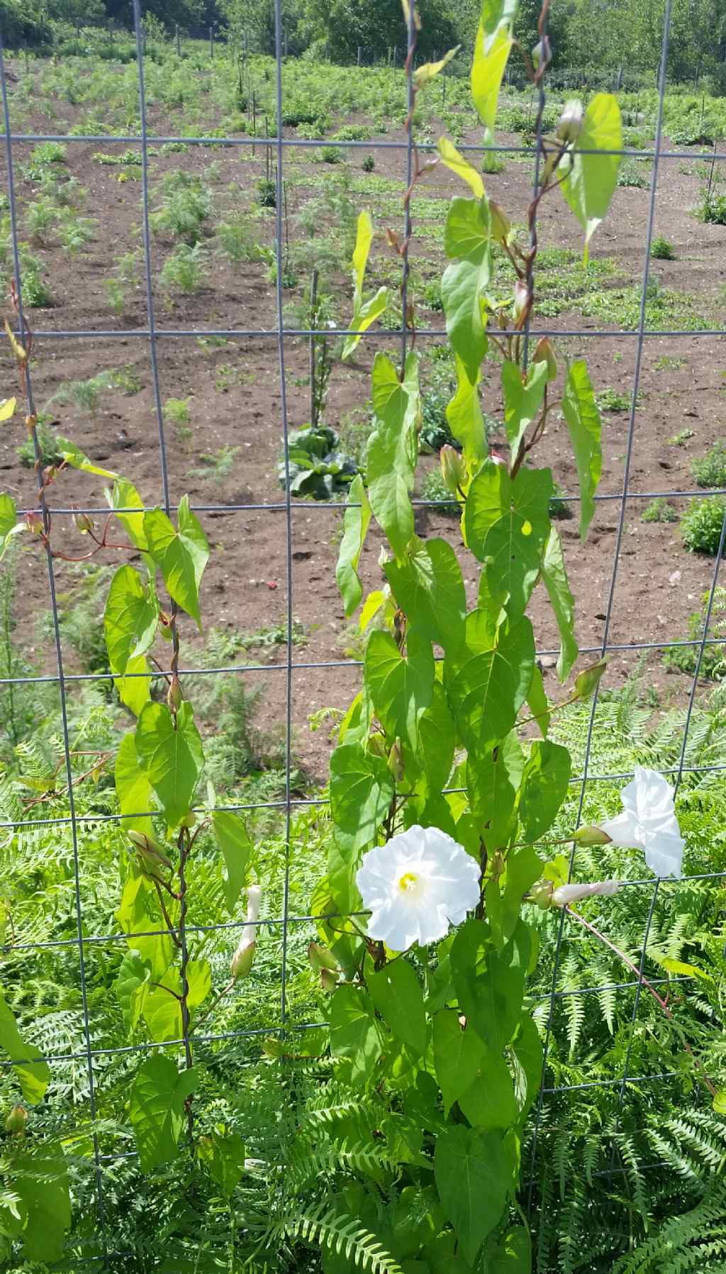 Calystegia sepium